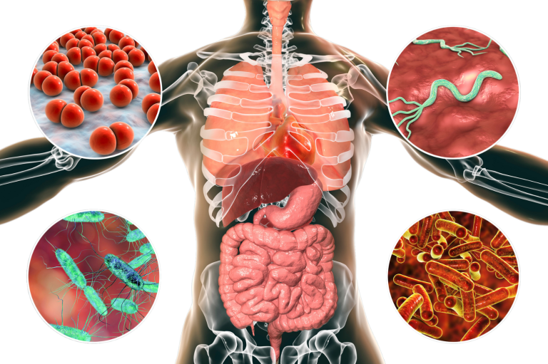 digestive system diagram